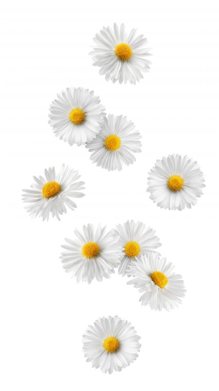 The lovely scent of chamomile has soothing and calming properties that can also improve your sleep quality.